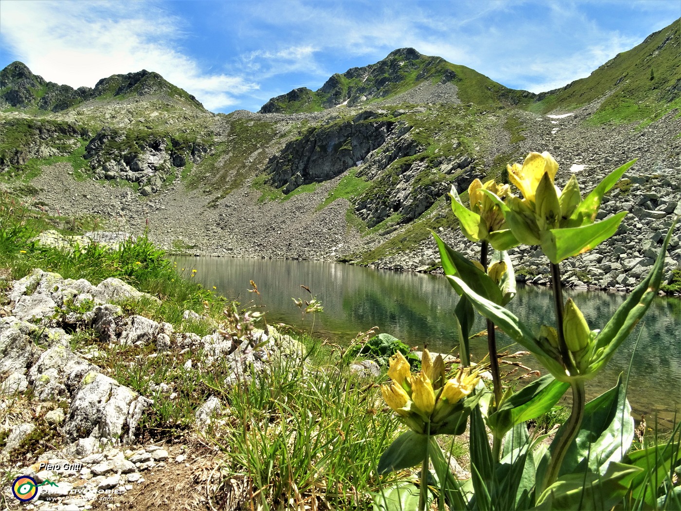 38 Gentiana punctata al Lago di Sopra (2095 m).JPG